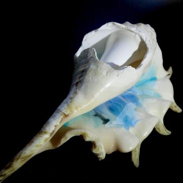 Big Sea Shell Sharm Secrets